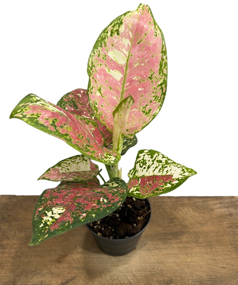 アグラオネマ アンヤマニー トリカ ラー 「Aglaonema Unyamanee Tri C