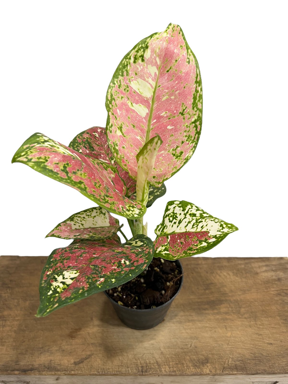 アグラオネマ アンヤマニー トリカ ラー 「Aglaonema Unyamanee Tri C