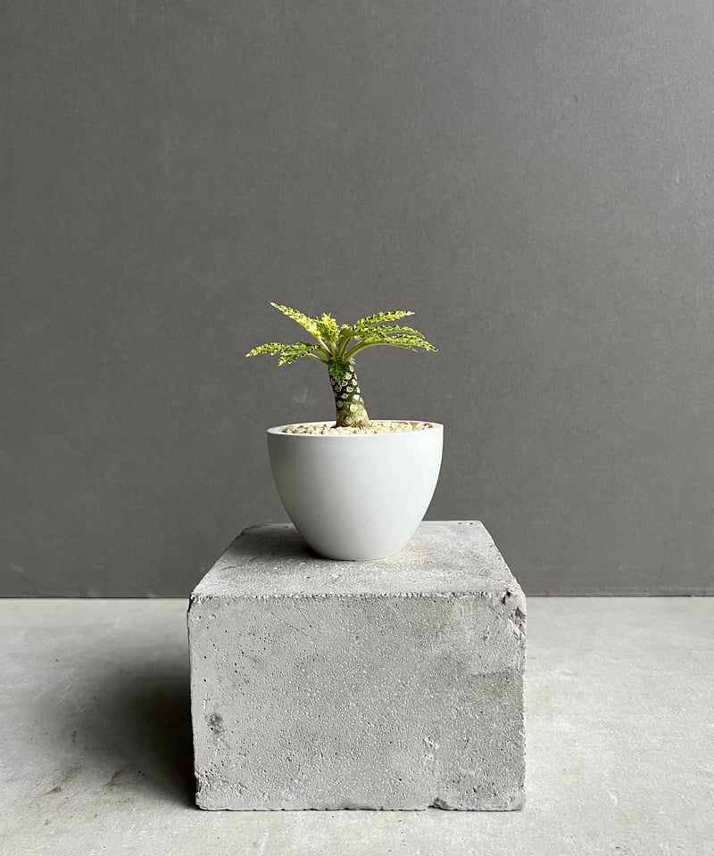 ドルステニア ホルウッディ “スーパー斑入”「Dorstenia horwoodii “Sup