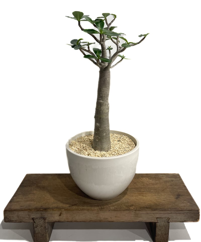 アデニウム タイソコトラナム バオバブスタイル「Adenium Thai