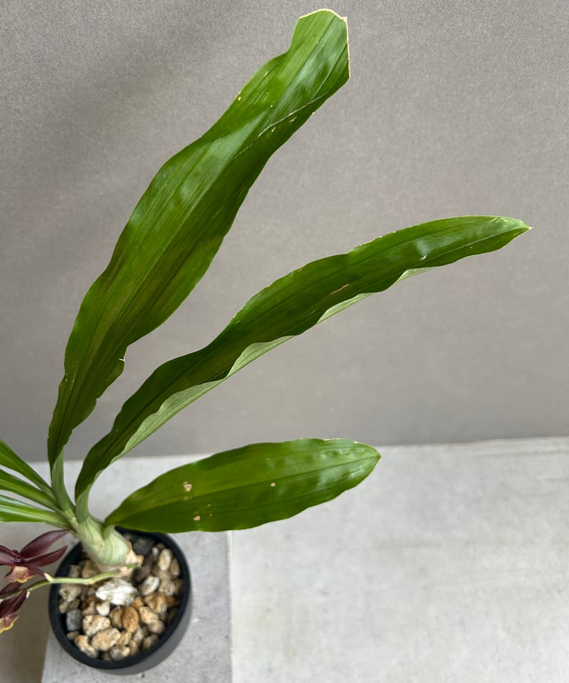 カタセタム ライアン ハリントン「Catasetum Ryan Harrington」27G