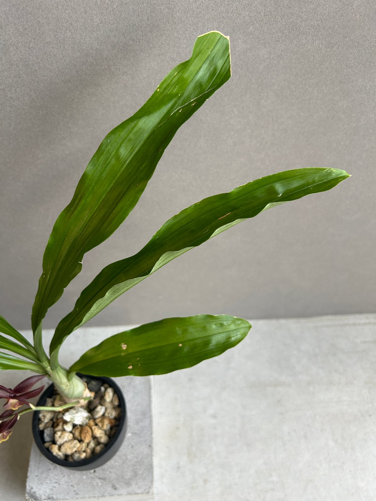 カタセタム ライアン ハリントン「Catasetum Ryan Harrington」27G