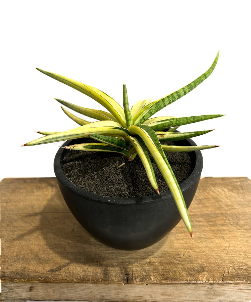 サンセベリア トム グランベリー 斑入「Sansevieria Tom Grumbley va