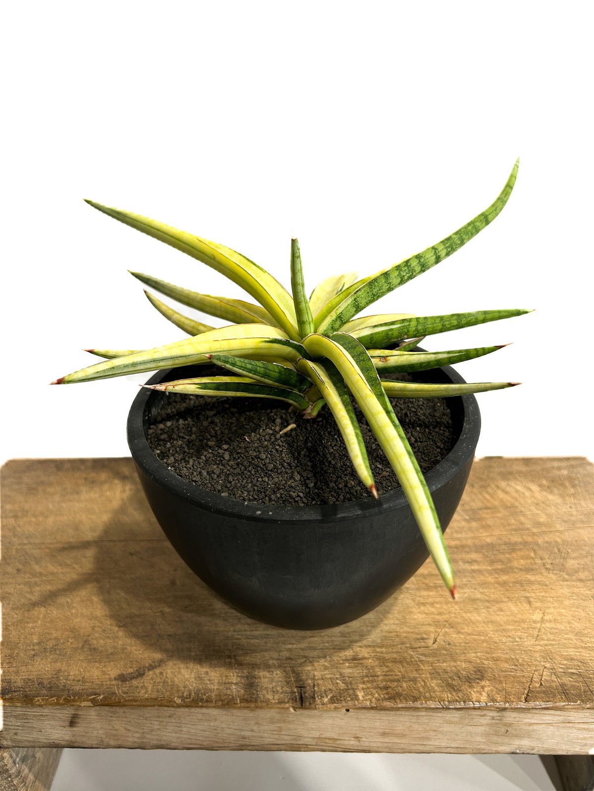 サンセベリア トム グランベリー 斑入「Sansevieria Tom