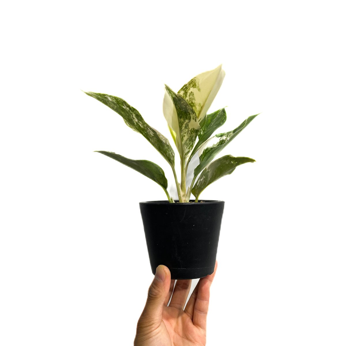 アグラオネマ サイアム ジェイド「Aglaonema Siam Jade」14F-2 アグラオネマ サイアム ジェイド「Aglaonema Siam Jade」14F-2