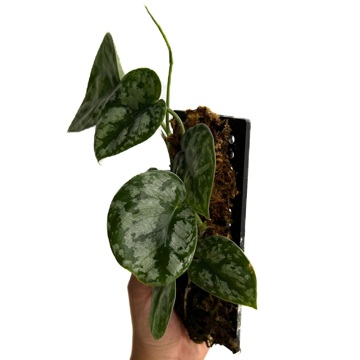 スキンダプサス sp.「Scindapsus sp.」8/12-48B | SHOUCHIKUEN スキンダプサス sp.「Scindapsus sp.」8/12-48B | SHOUCHIKUEN