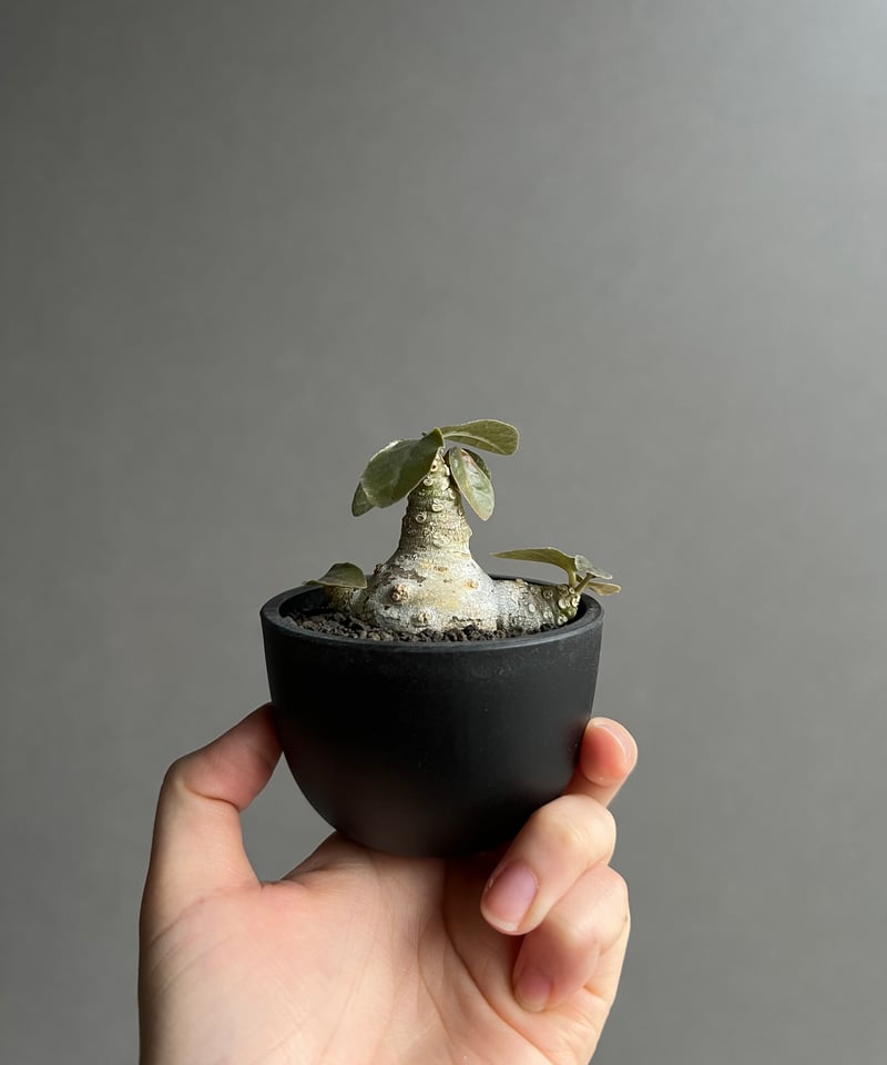 ドルステニア　フォエチダ ドルステニア フォエチダ | ソレトナ植物店