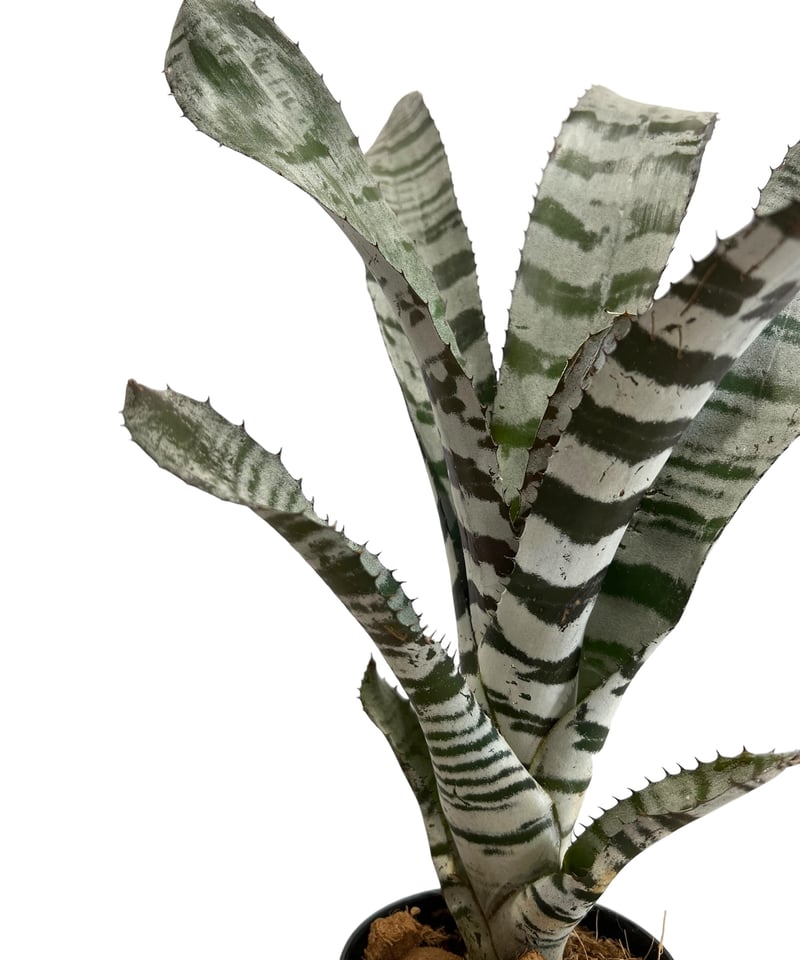 エクメア チャンティニー エボニー 「Aechmea chantinii Ebony」87H