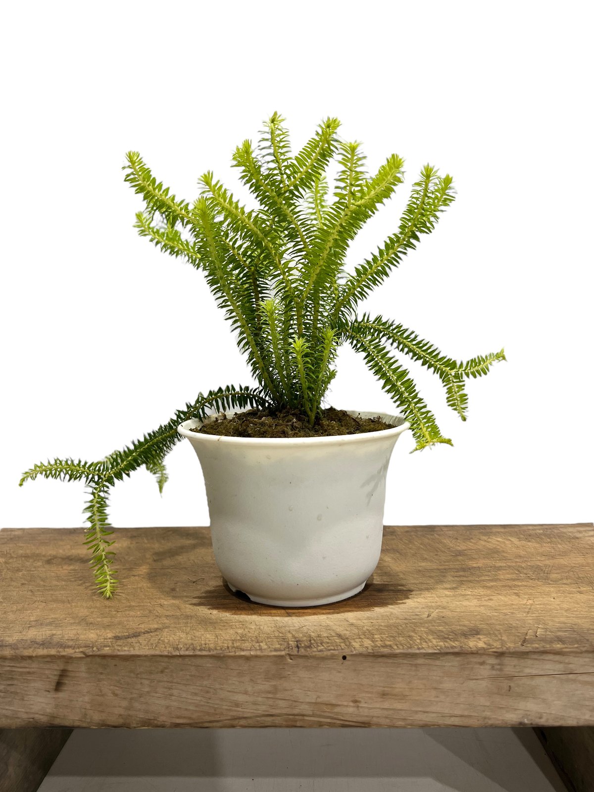 フペルジア sp. (シンソイ) ドワーフ 「Hupergia sp. (Singsoi) D