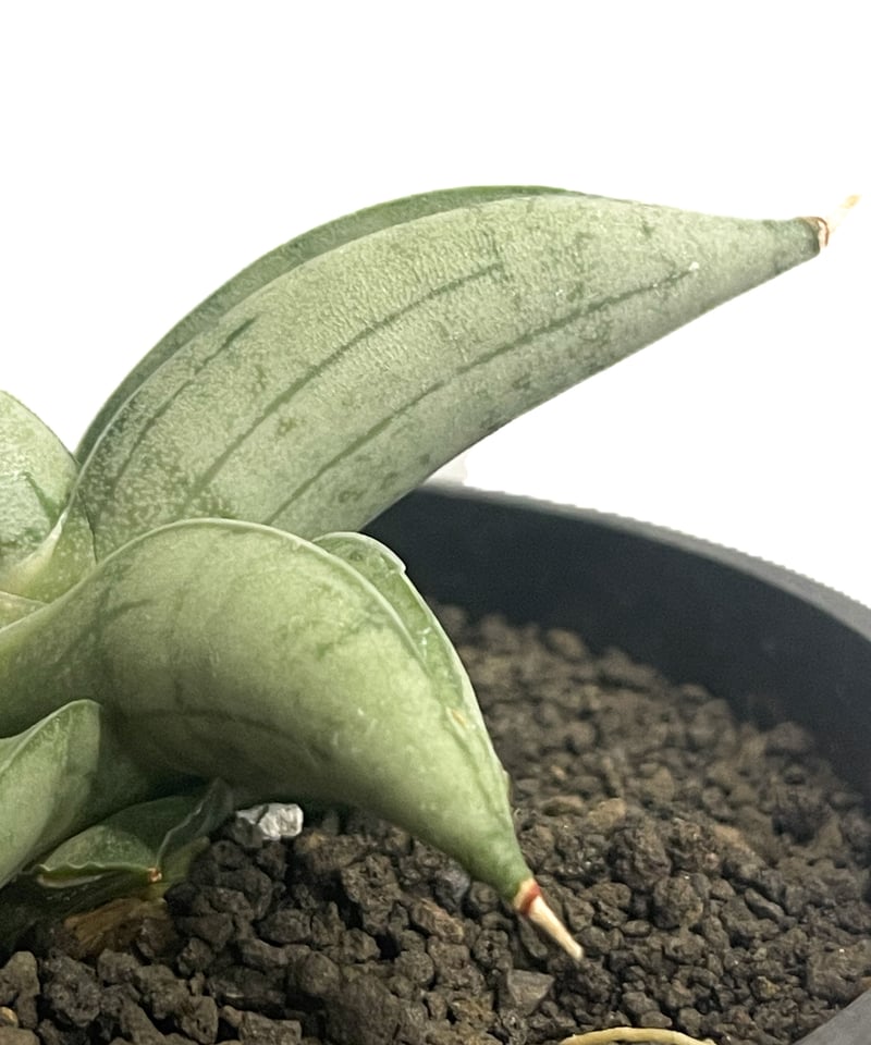 サンセベリア ミーディー 「Sansevieria Mee Dee 」91E-1 | SHOU