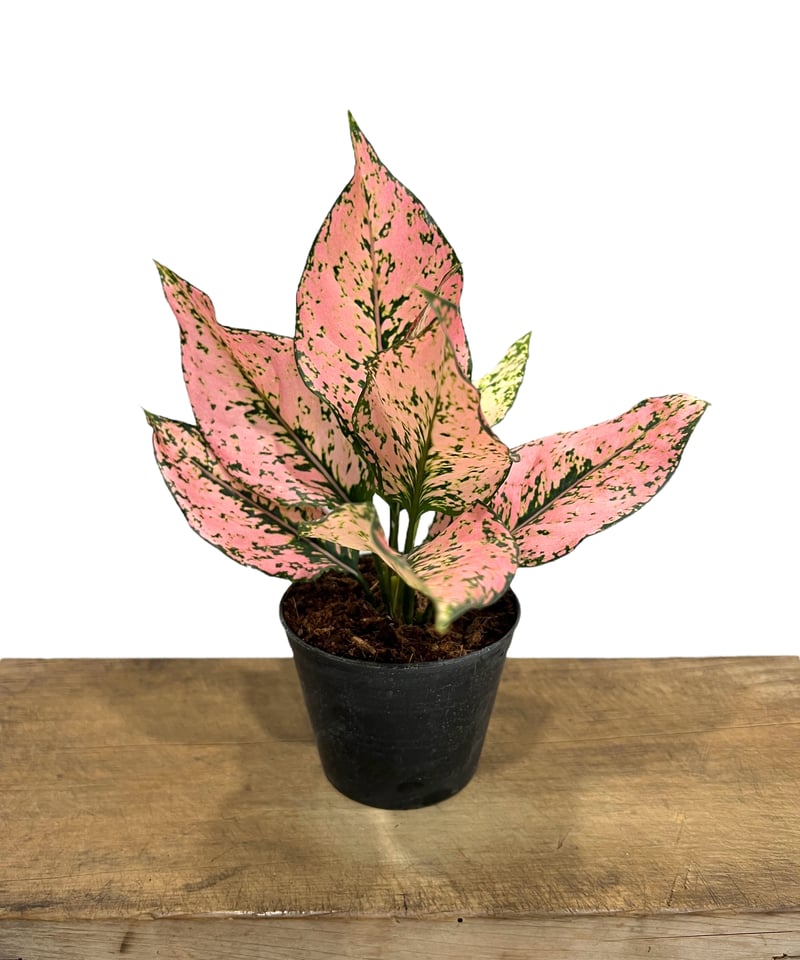 アグラオネマピクタム Deep Forest アグラオネマ ピクタム トリカラー