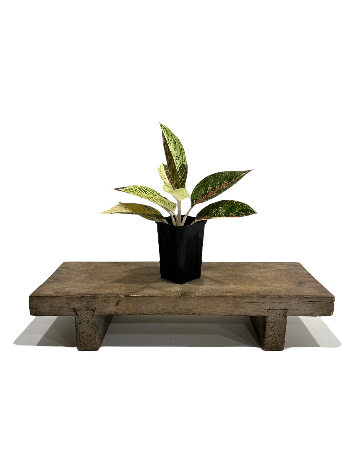 アグラオネマ レガシー “変異種” 「Aglaonema Legacy “Mutation