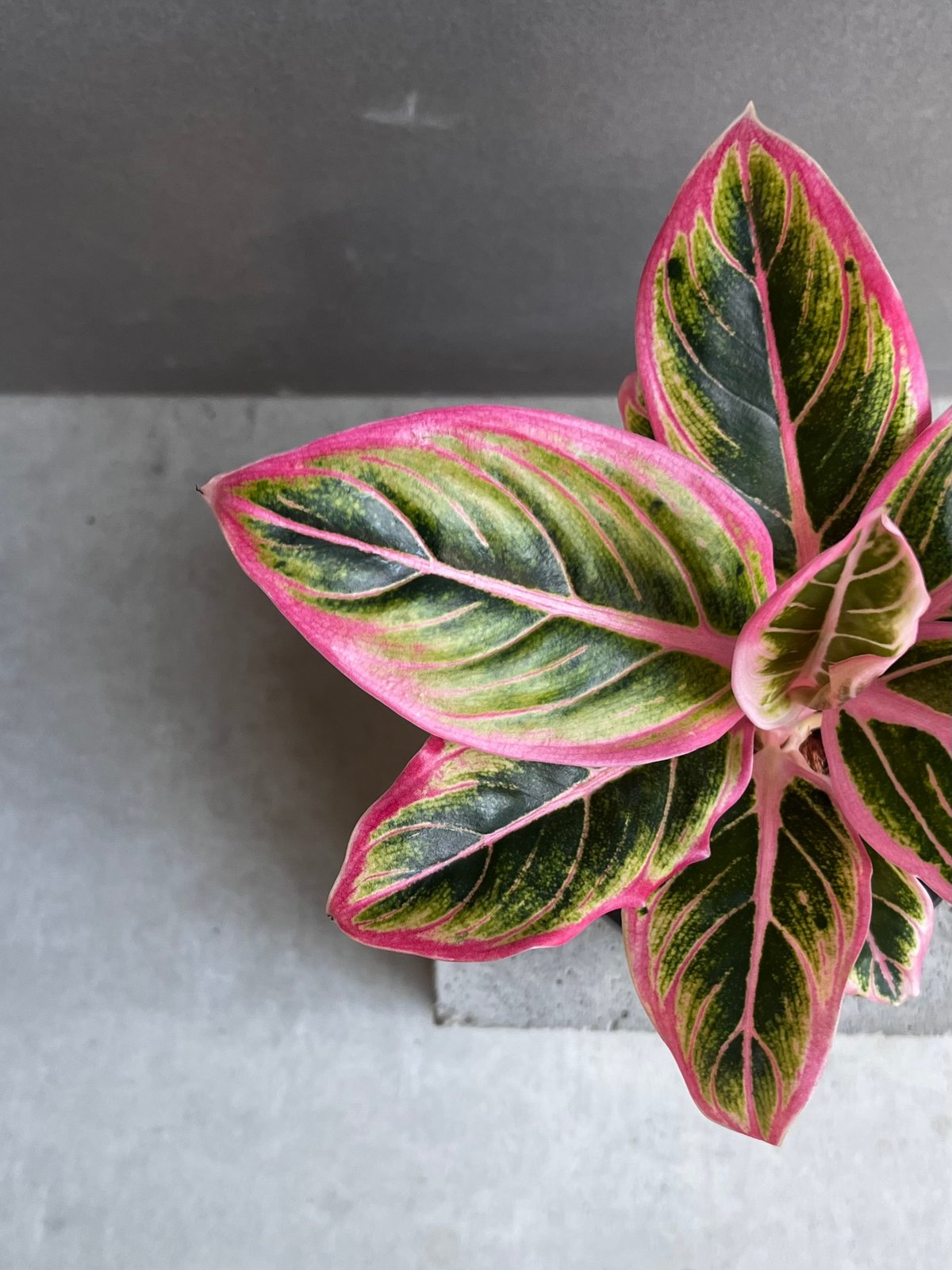 【タイ直セレクト】SSS級♡本物♡アグラオネマ　ロータスデライト　大株 タイ直セレクト】SSS級♡本物♡アグラオネマ ロータスデライト