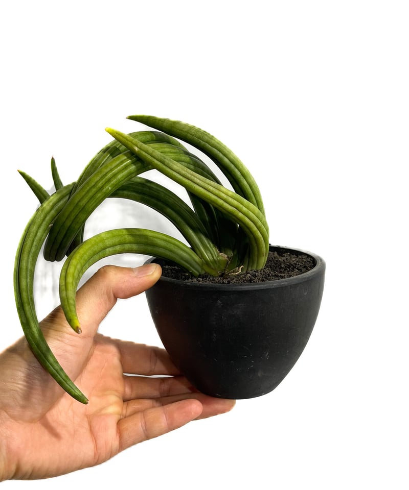 サンセベリア アンヤマニー ハイブリッド “トルネード”「Sansevieria