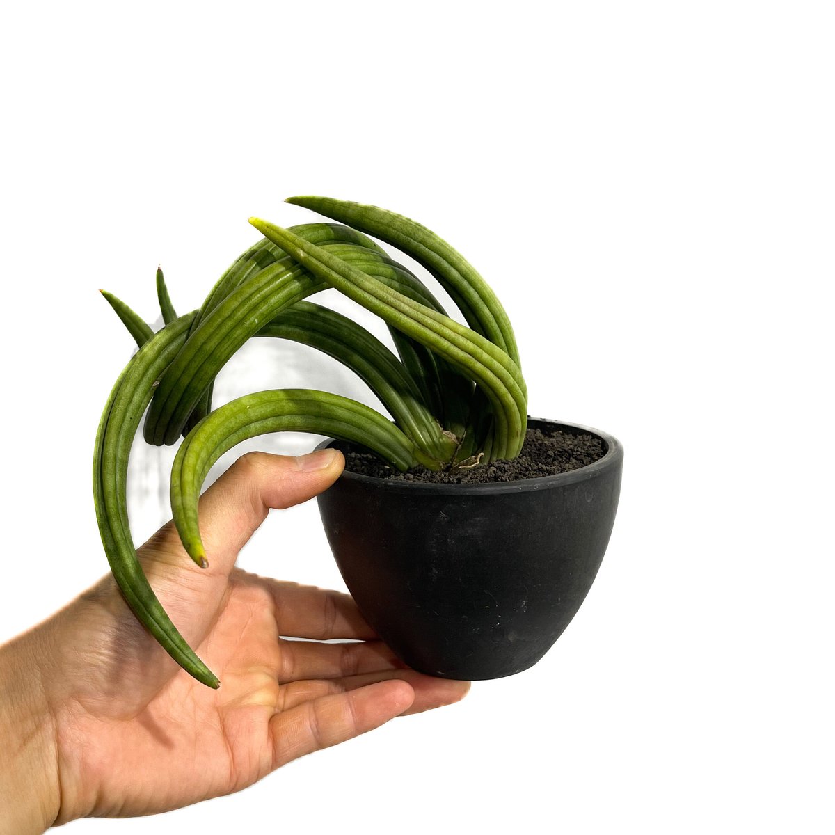 サンセベリア アンヤマニー ハイブリッド “トルネード”「Sansevieria Unyama...