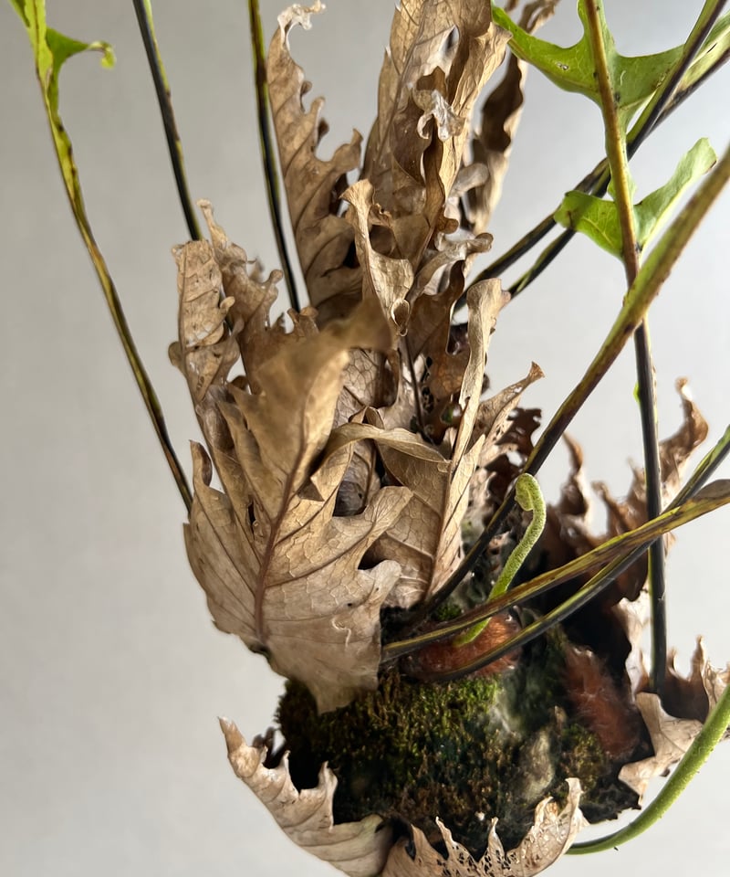 ドリナリア クエルシフォリア '変異種' 「Drynaria quercifolia 'Mut