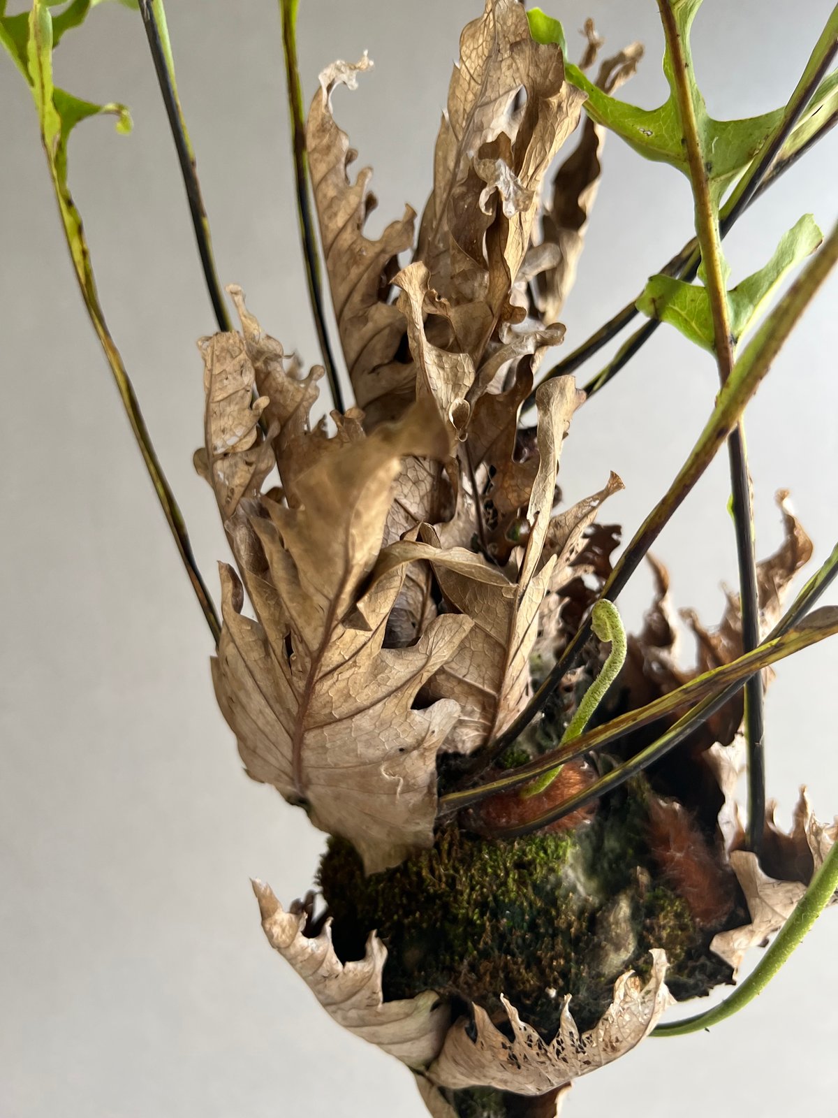 ドリナリア クエルシフォリア '変異種' 「Drynaria quercifolia 'Mut