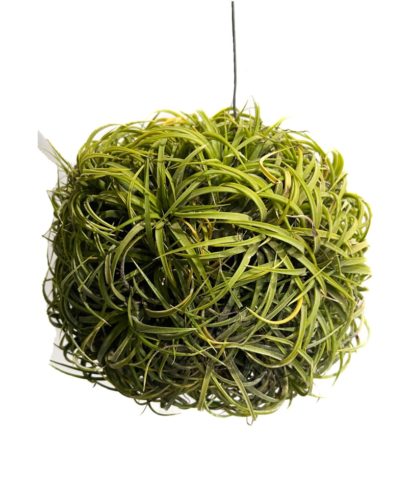 ティランジア イオナンタ ドゥルイド ボールタイプ「Tillandsia