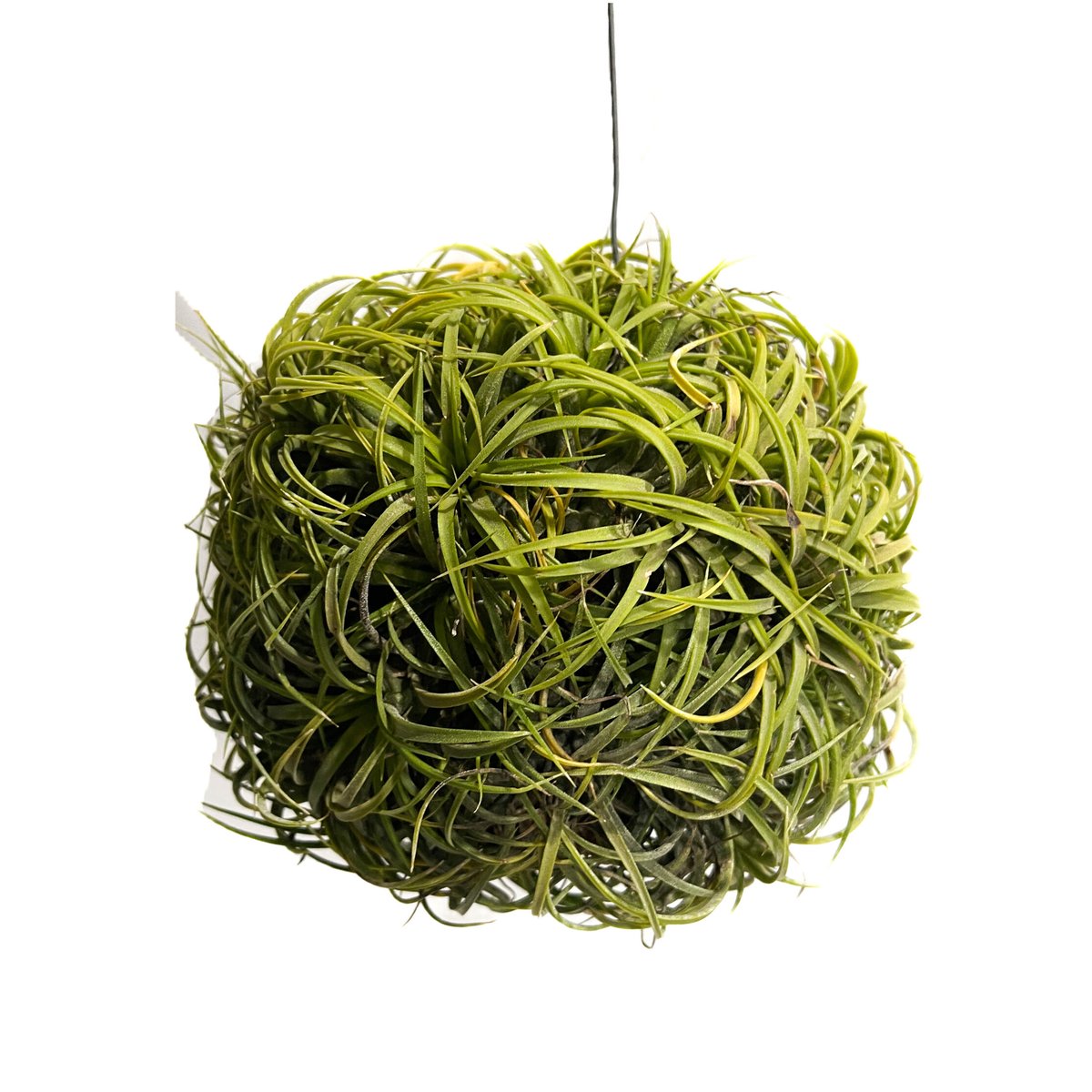 ティランジア イオナンタ ドゥルイド ボールタイプ「Tillandsia