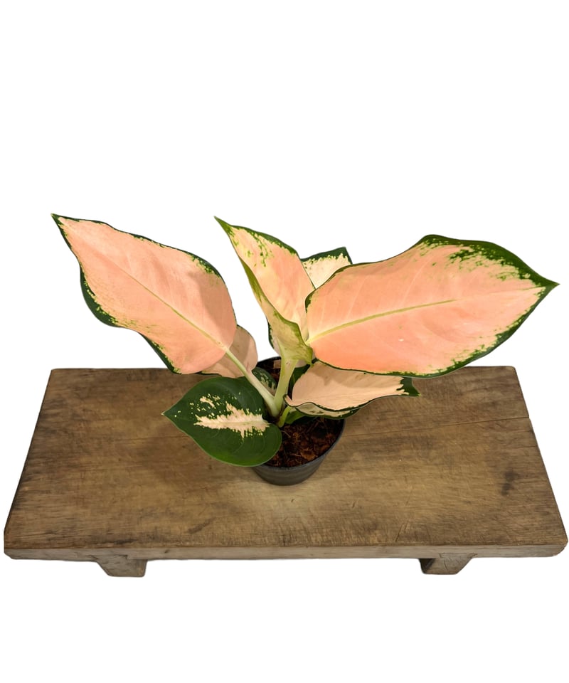 アグラオネマ コーチン ピーチ 「Aglaonema Cochin Peach」 25L |