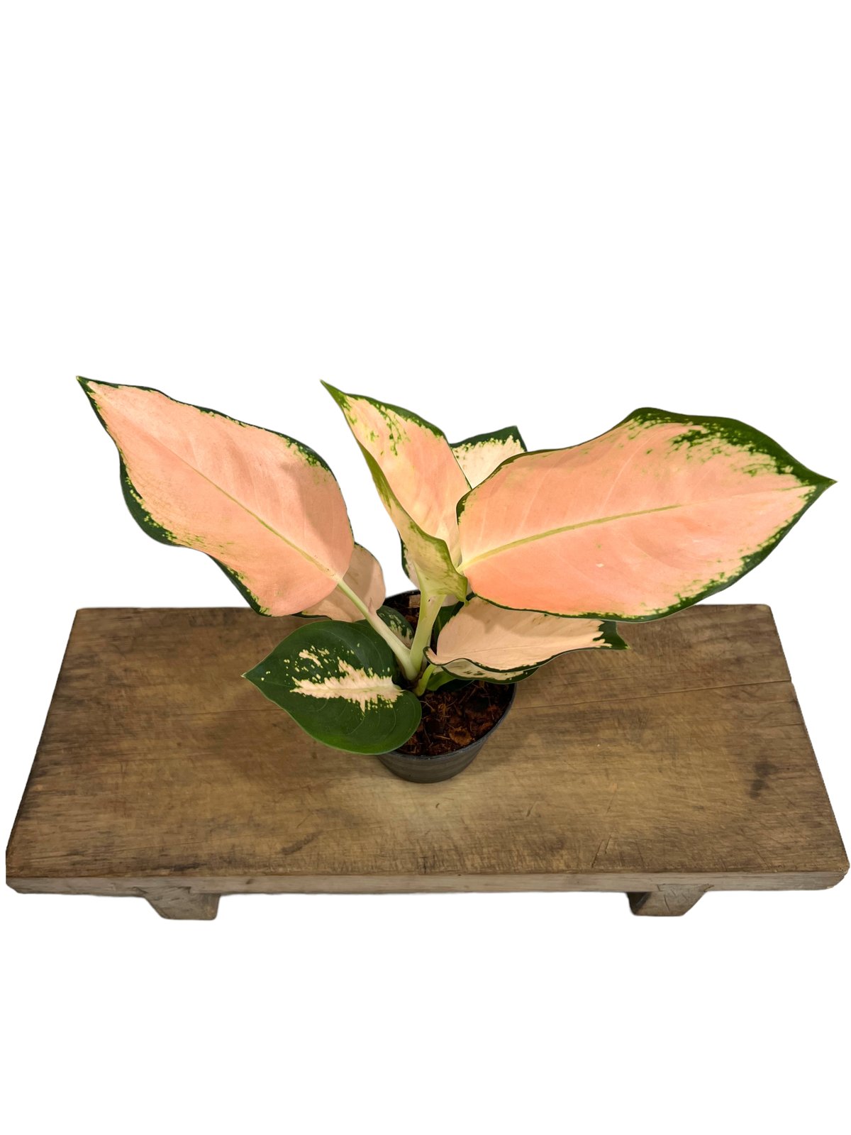 アグラオネマ コーチン ピーチ 「Aglaonema Cochin Peach」 25L