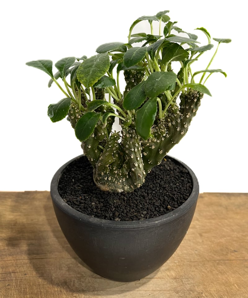 ドルステニア フォエチダ クリスタータ(綴化) 「Dorstenia