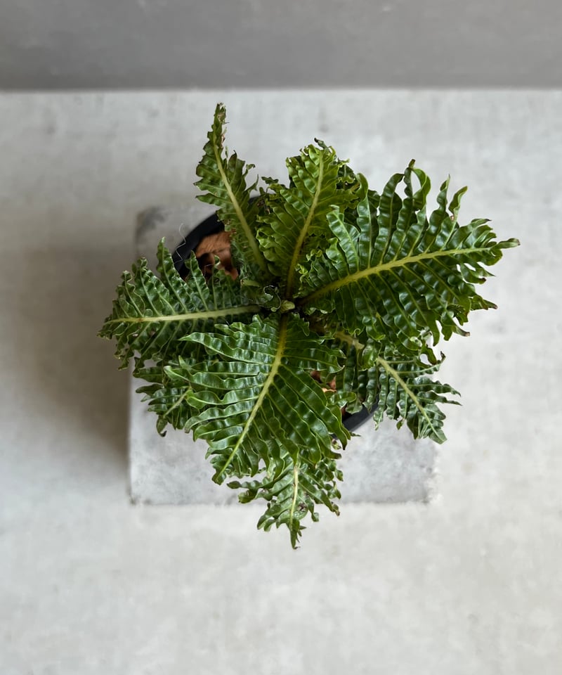 ブレクナム ギッバム ドワーフ 「Blechnum gibbum Dwarf 」100D |