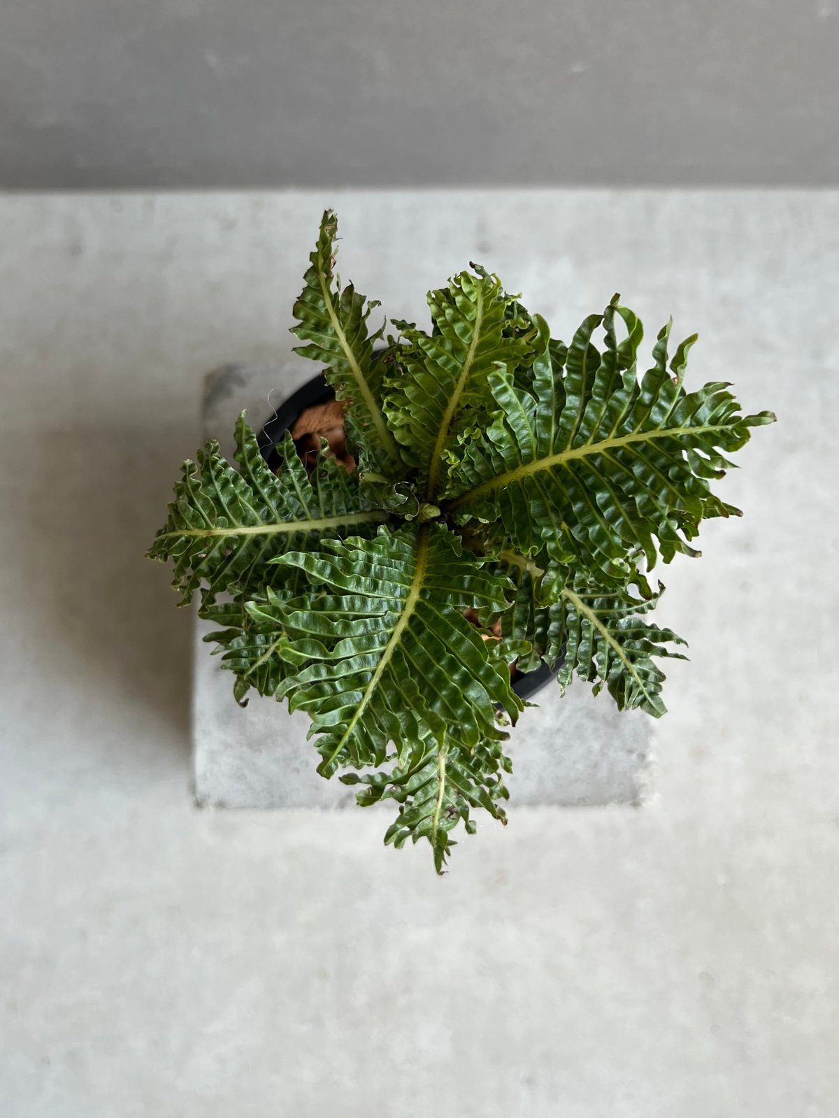 ブレクナム ギッバム ドワーフ 「Blechnum gibbum Dwarf 」100D |