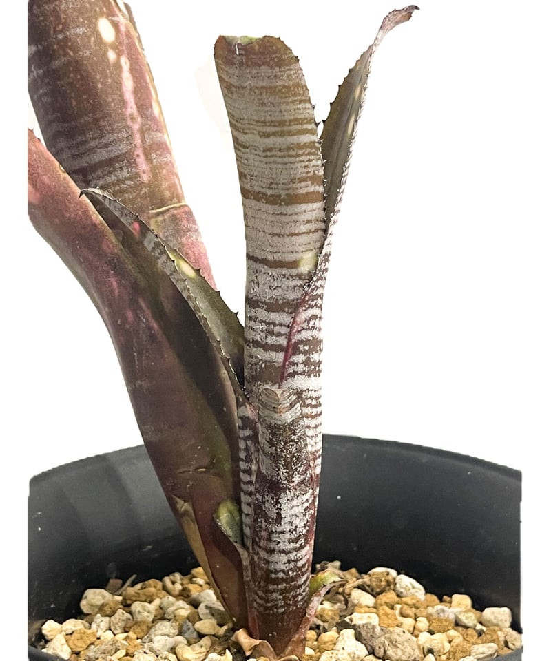 ビルベルギア ユーチューブ「Billbergia YouTube」3/8-125 | SHOU ビルベルギア ユーチューブ「Billbergia YouTube」3/8-125 | SHOU