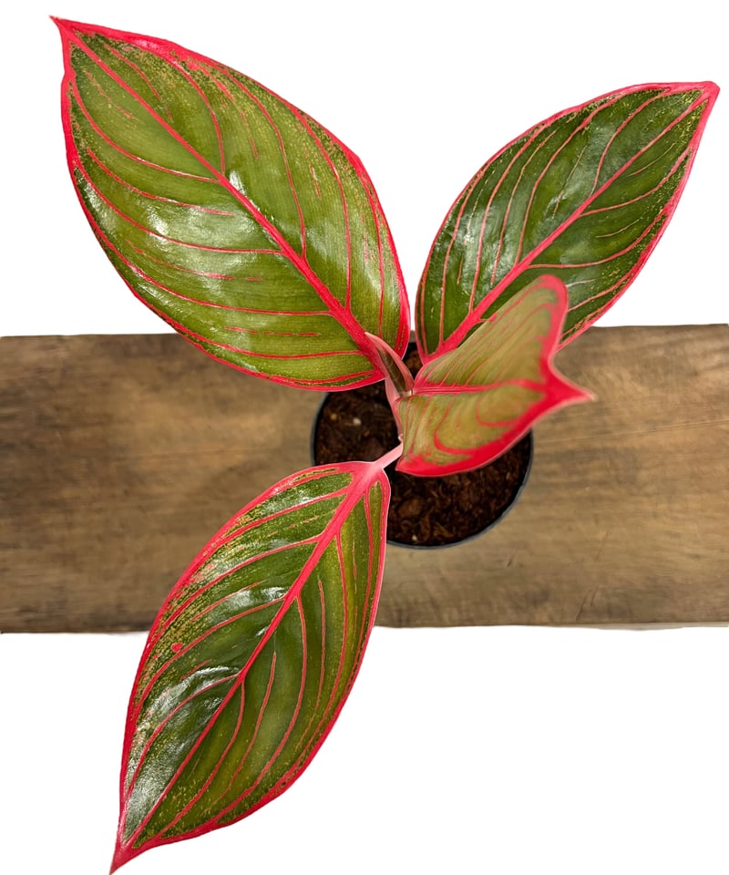 アグラオネマ リップスティック カンザ 「Aglaonema Lipstick Khanza」