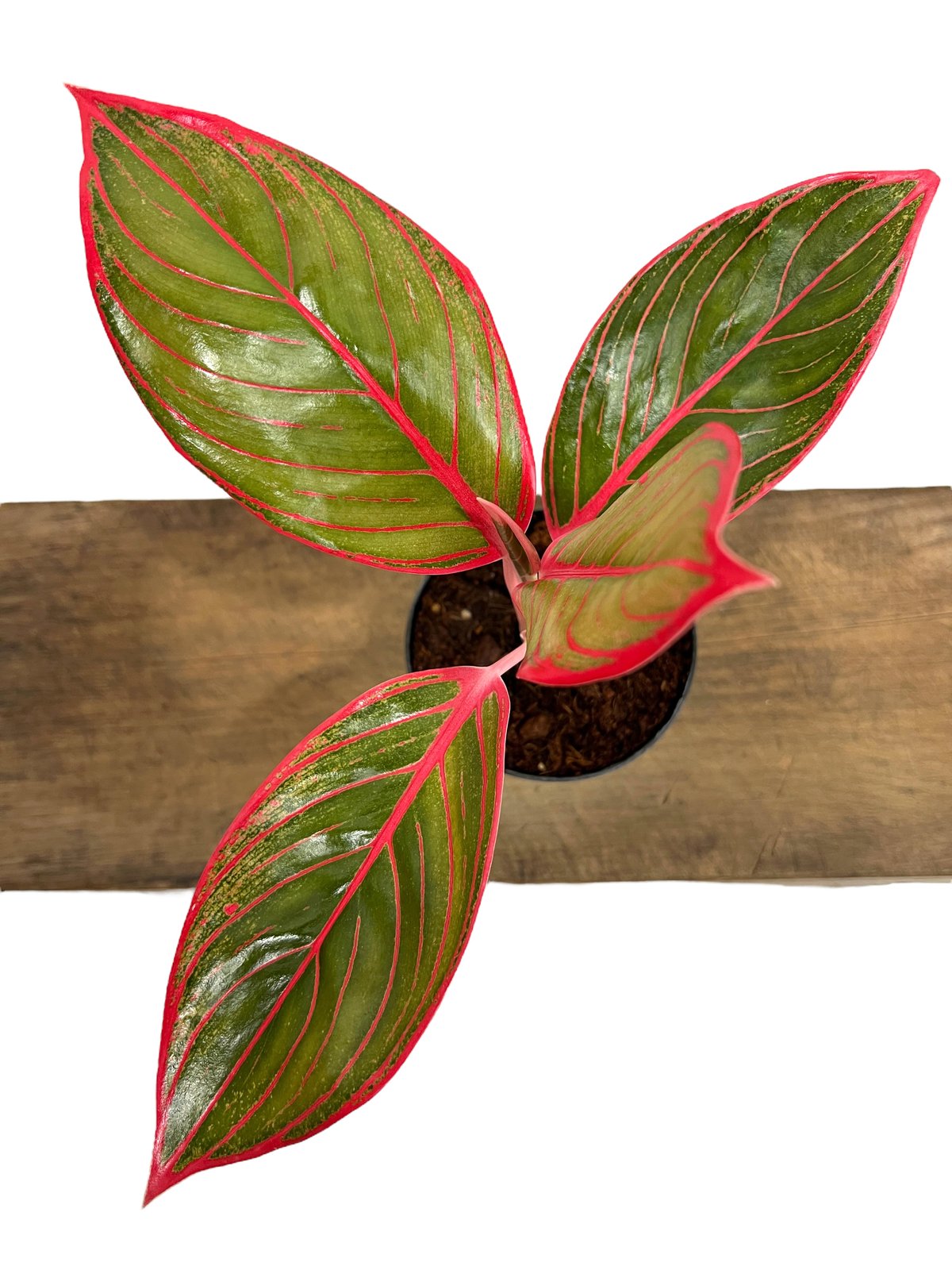 アグラオネマ リップスティック カンザ 「Aglaonema Lipstick Khanza」