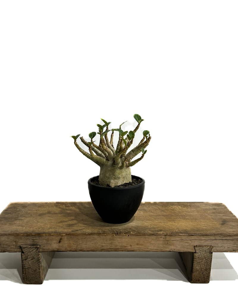 アデニウム スーパードワーフ 「Adenium super dwarf」3/9-133 | S