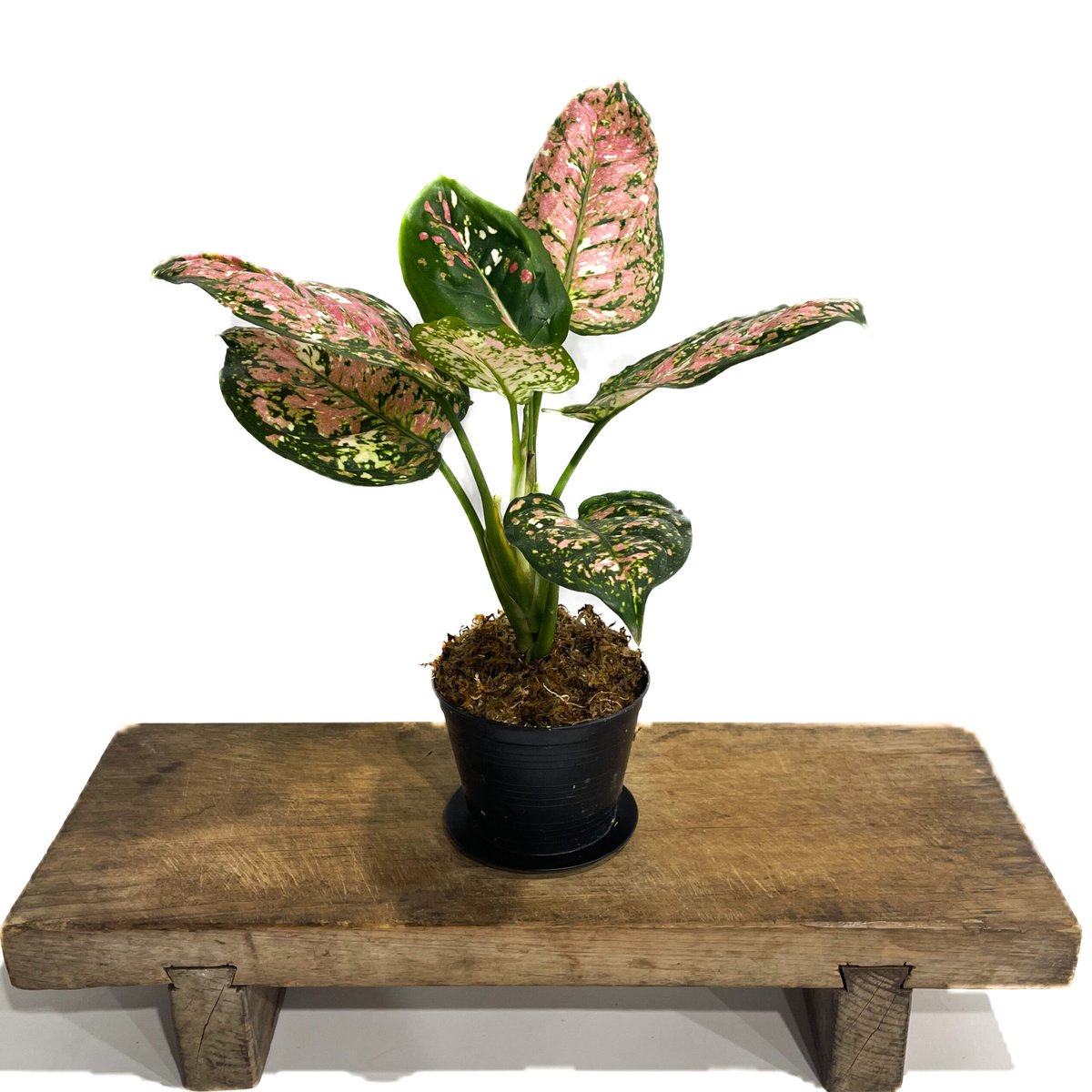 アグラオネマ アンヤマニー トリカラー「Aglaonema Unyamanee Tricolo