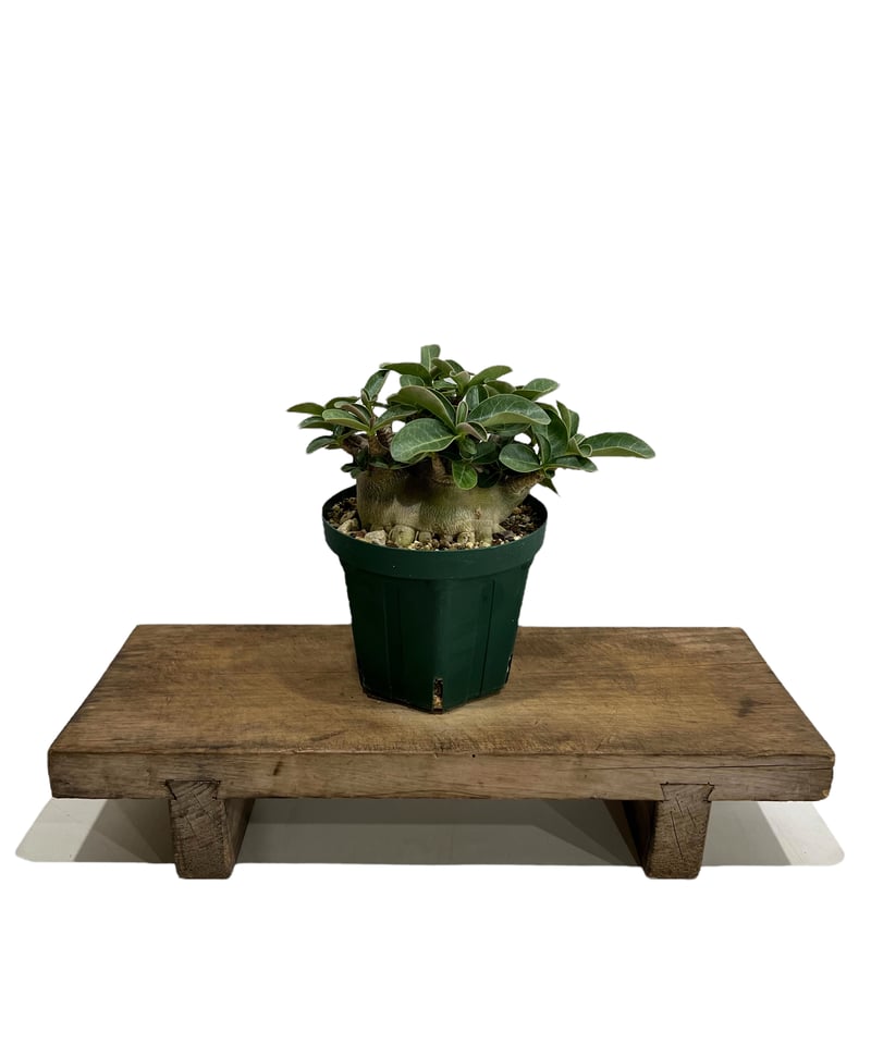 アデニウム アラビカム スーパー ドワーフ タイプ 「Adenium arabicum