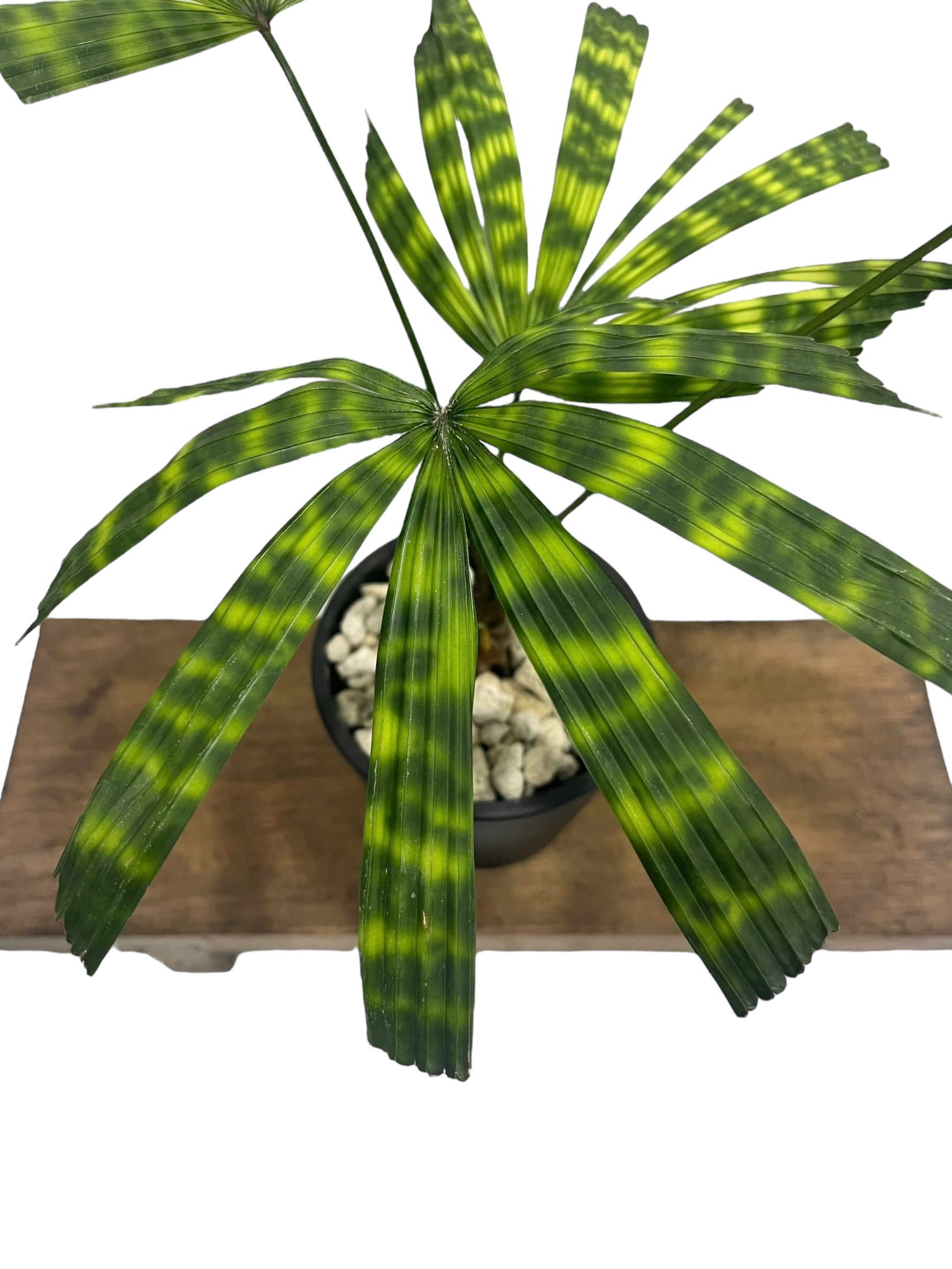 リクアラ マッタネンシス マプ 「Licuala mattanensis 'Mapu' 」85