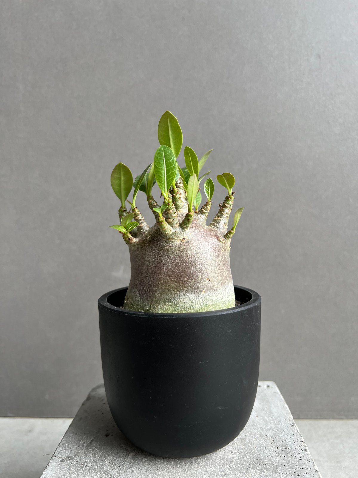 【激レア/ブラックスキン/ドワーフ 】アデニウム スーパーレッド B-1 鉢植え アデニウム アラビカム スーパー ドワーフ “ブラック” 「Adenium