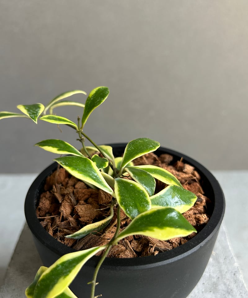 ホヤ バコエンシス アルボマルギナータ 「Hoya bakoensis albomargina