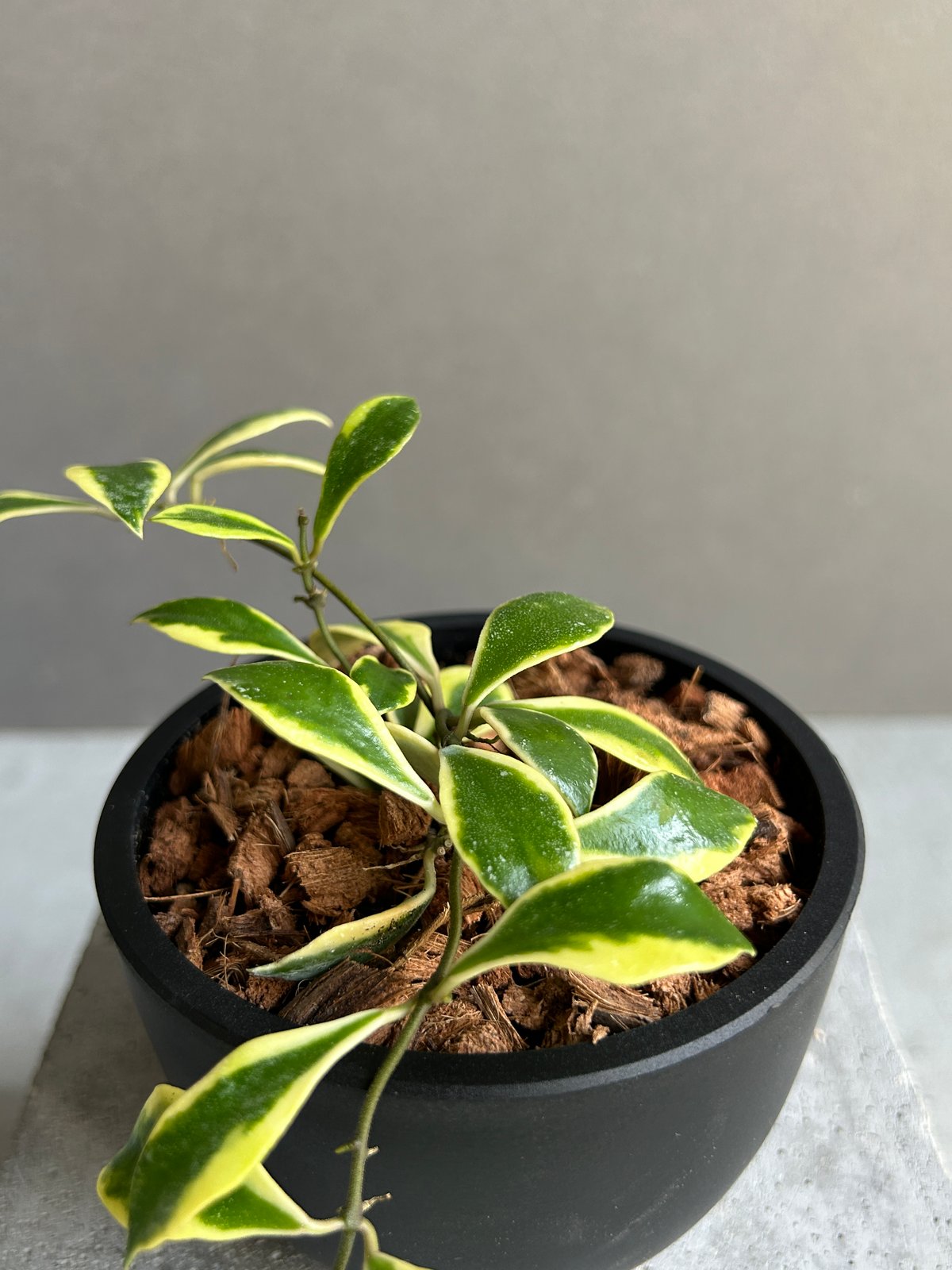 ホヤ バコエンシス アルボマルギナータ 「Hoya bakoensis albomargina