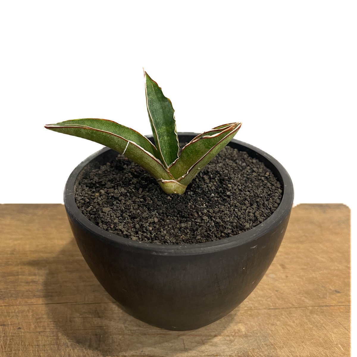 サンスベリア sansevieria pfisterii