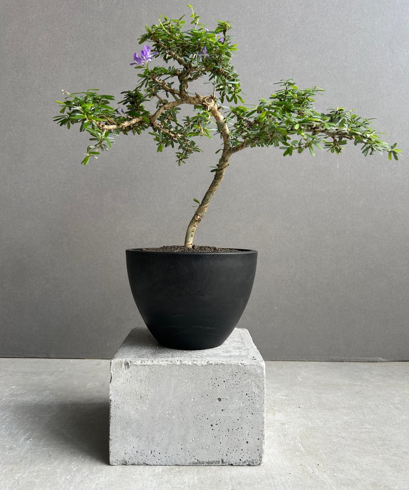 盆+栽 うち” 盆栽 「“UCHI” BONSAI 」16I | SHOUCHIKUEN