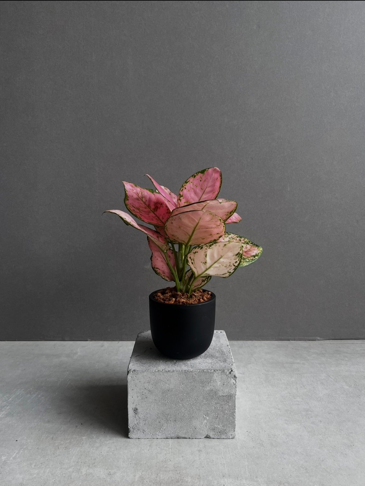 アグラオネマ ベビー ピンク 「Aglaonema Baby Pink」48B | SHOUC