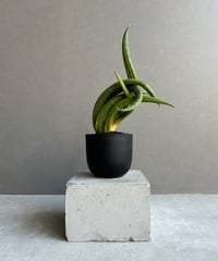 サンセベリア コヨーテ 「Sansevieria Coyote」6/1-705 | SHOUC