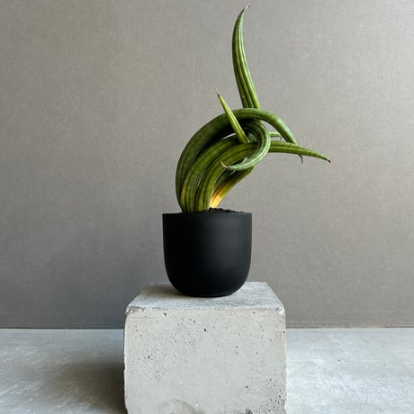 サンスベリア | STORES