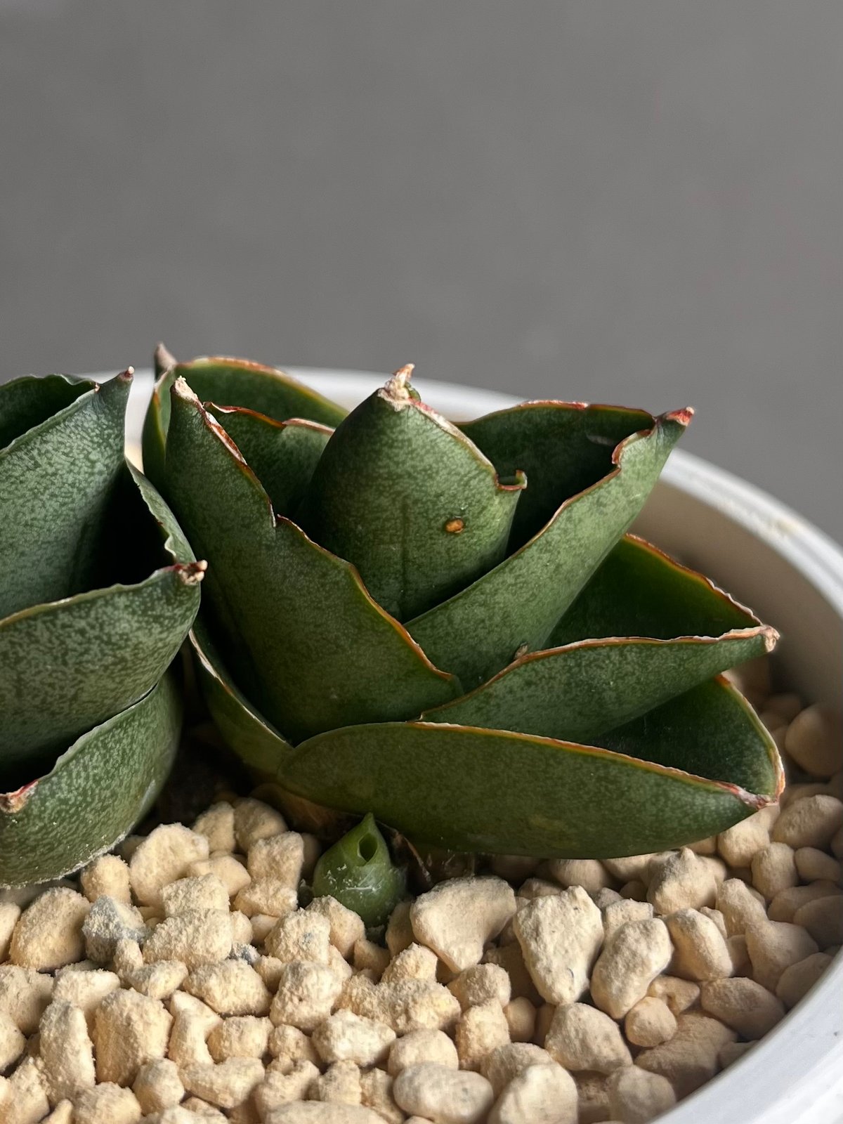 サンスベリア Sansevieria Benjarong サンセベリア ベンジャロン 「Sansevieria Benjarong」 タイの