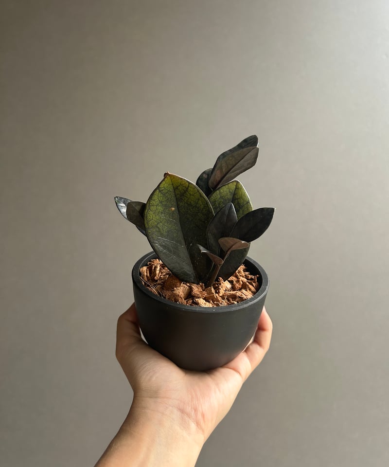 ザミオクルカス 斑入 “ブラックピンク”「Zamioculcas Zamiifolia Var