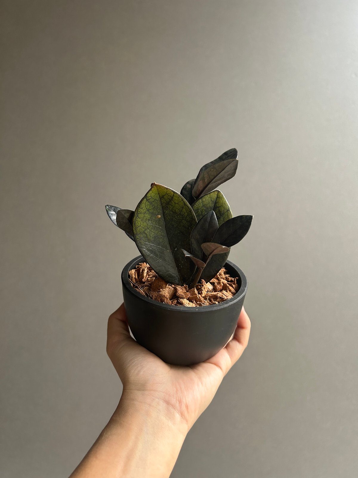 ザミオクルカス 斑入 “ブラックピンク”「Zamioculcas Zamiifolia Var