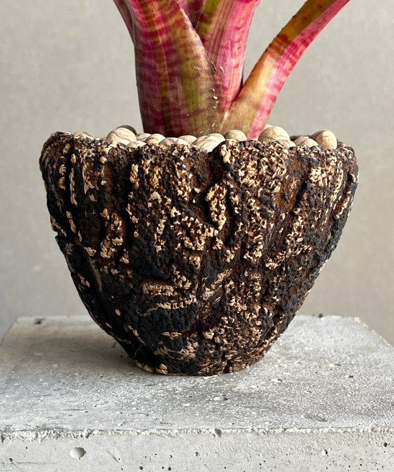 ネオレゲリア・デメター Neoregelia Fireball Hanging Pot | Houseplant – hanna