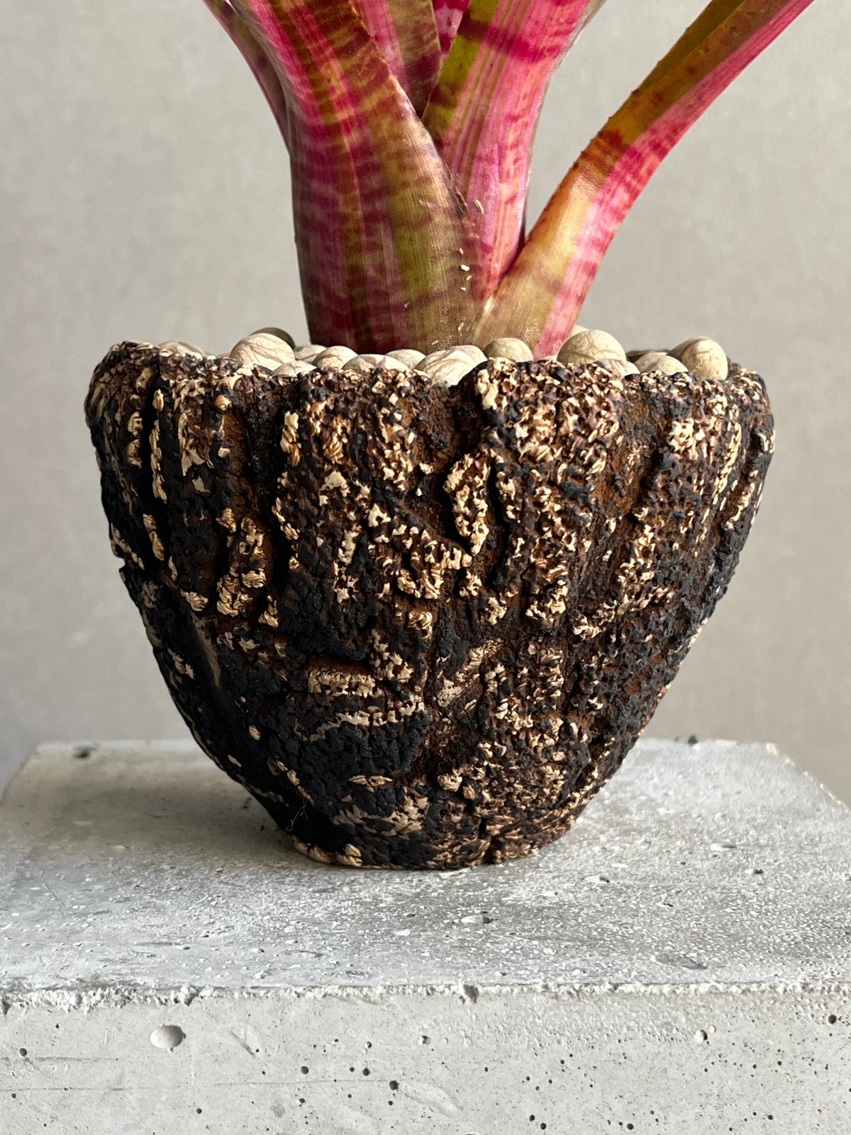 ネオレゲリア アベンチュラ + plantsmonsters pot 「Neoregelia