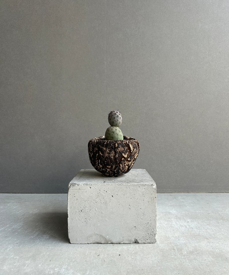 テフロカクタス ゲオメトリクス+plantsmonsters pot 「Tephrocactu