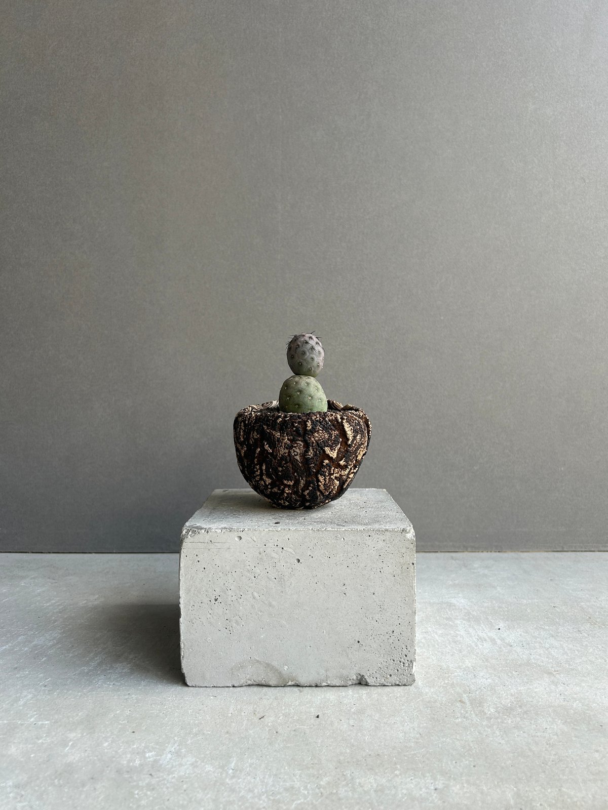 テフロカクタス ゲオメトリクス+plantsmonsters pot 「Tephrocactu